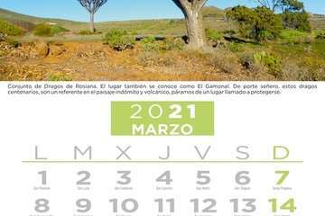  Telde pone en valor su patrimonio vegetal con un almanaque con los árboles más singulares/TA.